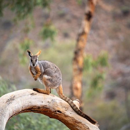 Arkaroola Wilderness Sanctuary Hotel Buitenkant foto