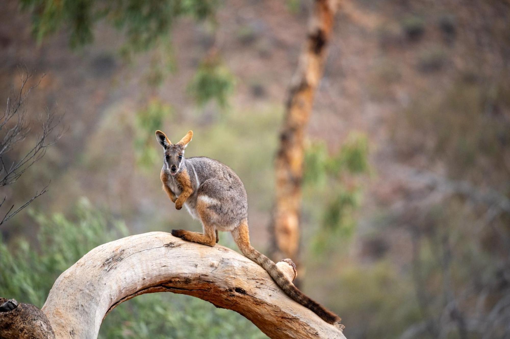Arkaroola Wilderness Sanctuary Hotel Buitenkant foto